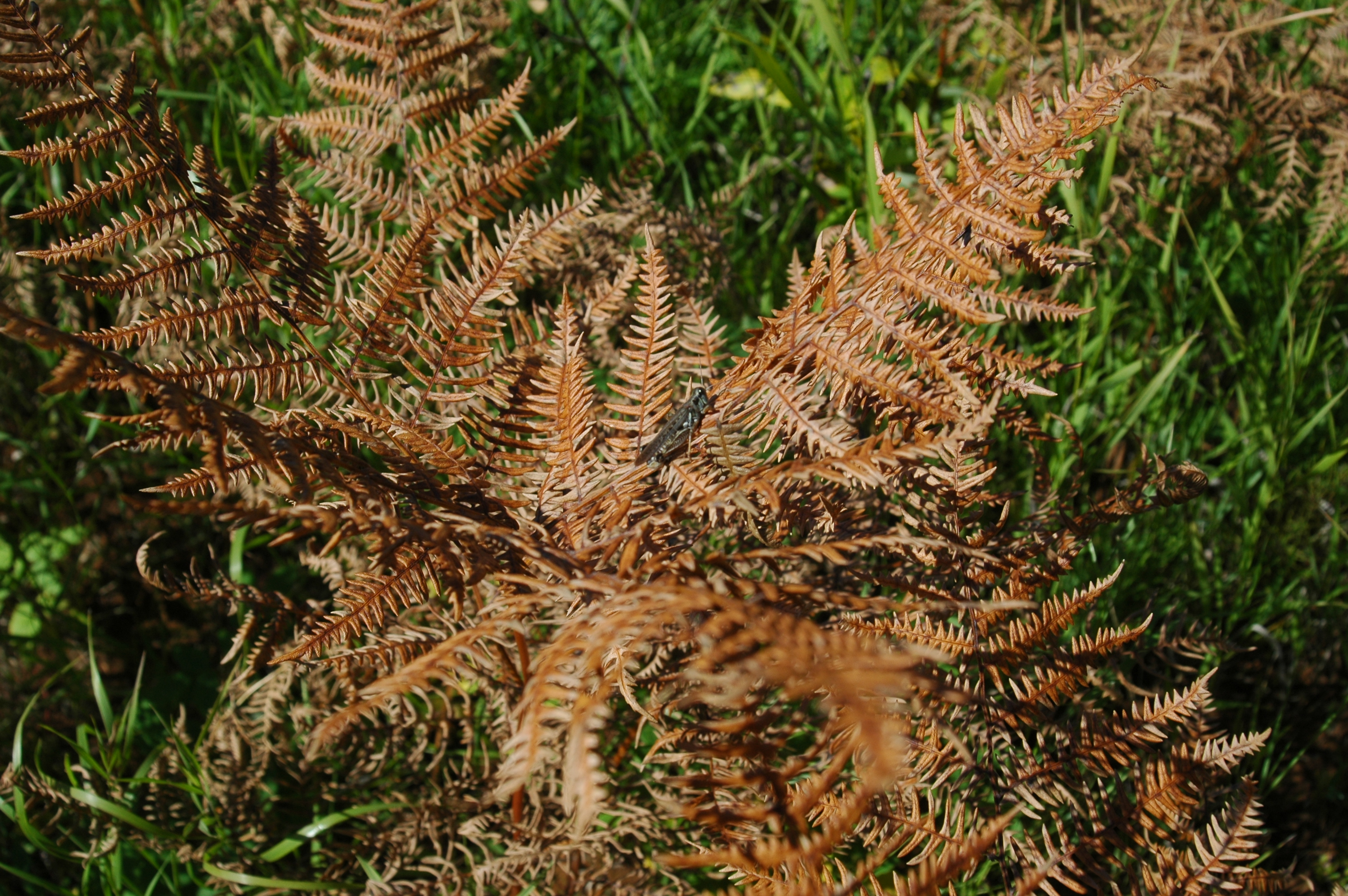 photos/wildlife/Invertebrate_Species/Canada/Canada 2007 391.jpg